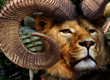 King of the Jungle